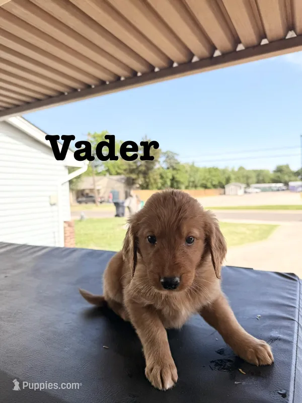 Vader – Golden Retriever puppy for sale in Oklahoma City, OK