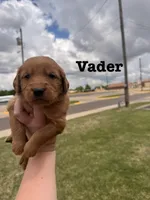 Vader, a male Golden Retriever for sale in Oklahoma City, OK – Photo 2 of 2
