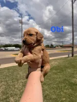 Obi, a male Golden Retriever for sale in Oklahoma City, OK – Photo 2 of 2