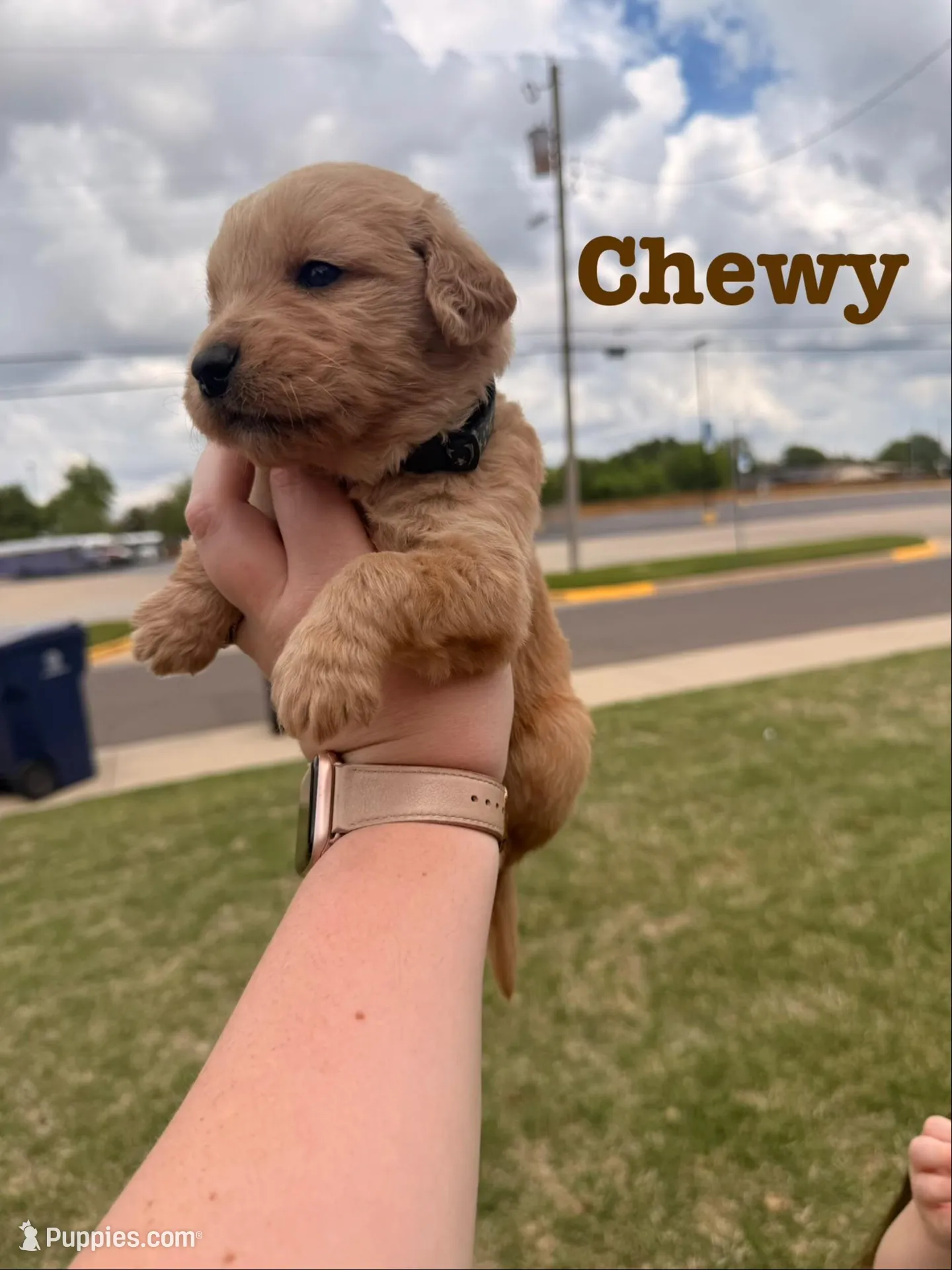 Chewy, a male Golden Retriever for sale in Oklahoma City, OK – Photo 2 of 2