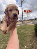 Kylo, a male Golden Retriever for sale in Oklahoma City, OK – Photo 2 of 2