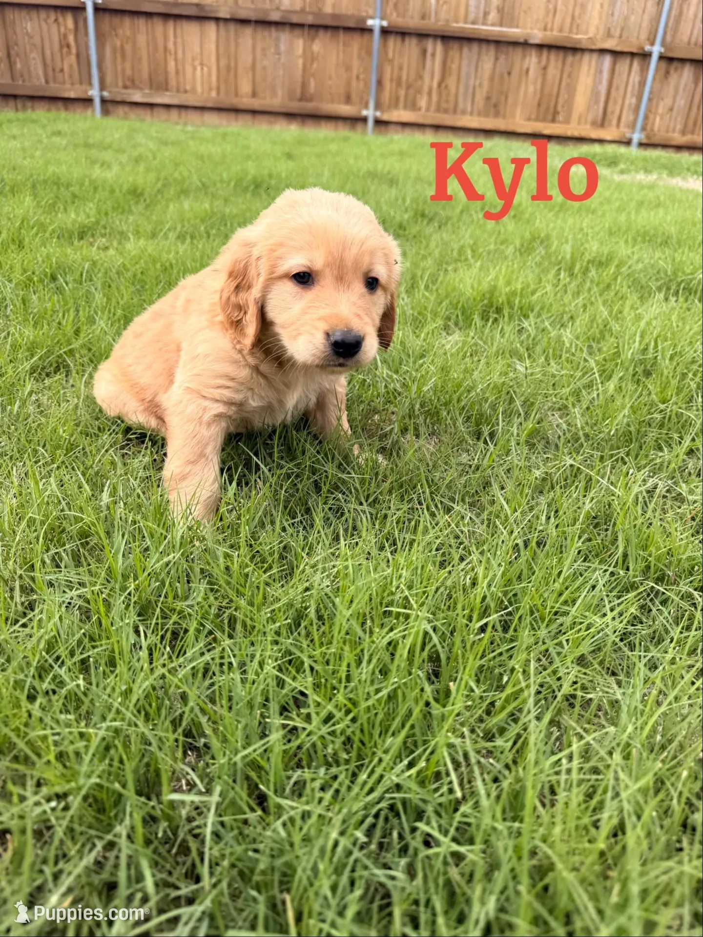 Kylo, a male Golden Retriever for sale in Oklahoma City, OK – Photo 1 of 2