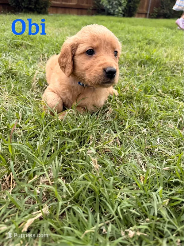 Obi – Golden Retriever puppy for sale in Oklahoma City, OK