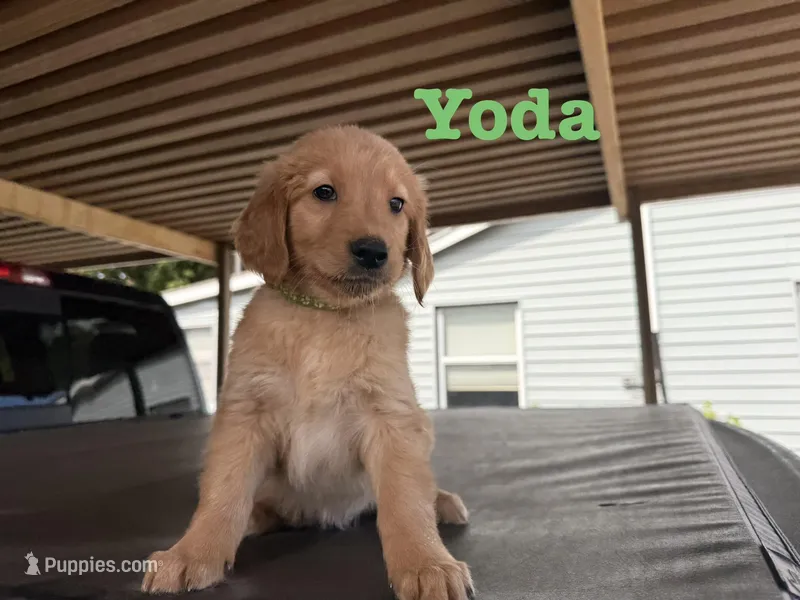 Yoda – Golden Retriever puppy for sale in Oklahoma City, OK