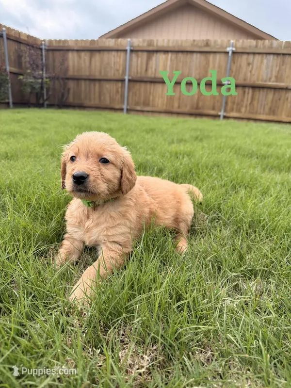 Yoda – Golden Retriever puppy for sale in Oklahoma City, OK