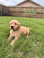 Yoda, a male Golden Retriever for sale in Oklahoma City, OK – Photo 1 of 2