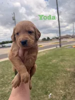 Yoda, a male Golden Retriever for sale in Oklahoma City, OK – Photo 2 of 2