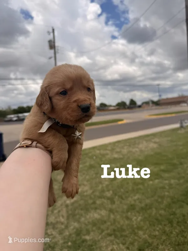 Luke – Golden Retriever puppy for sale in Oklahoma City, OK