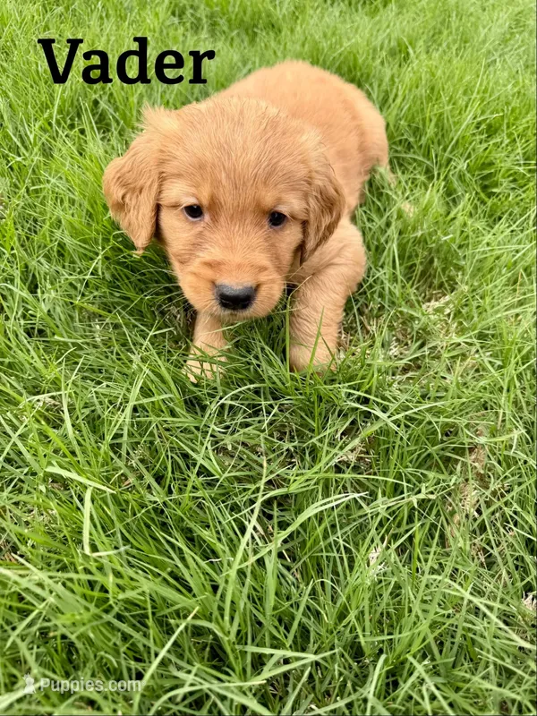 Vader – Golden Retriever puppy for sale in Oklahoma City, OK