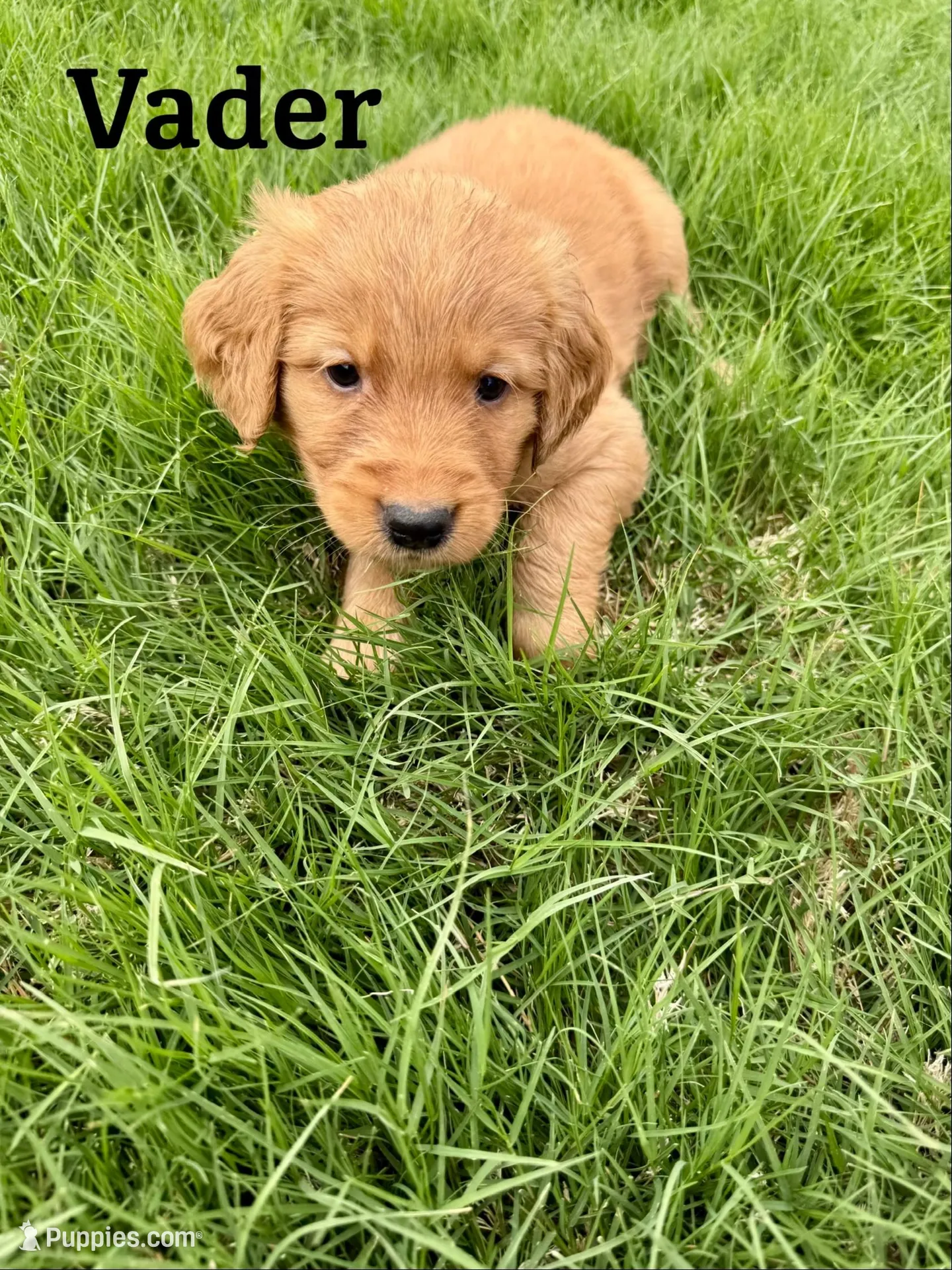 Vader, a male Golden Retriever for sale in Oklahoma City, OK – Photo 1 of 2