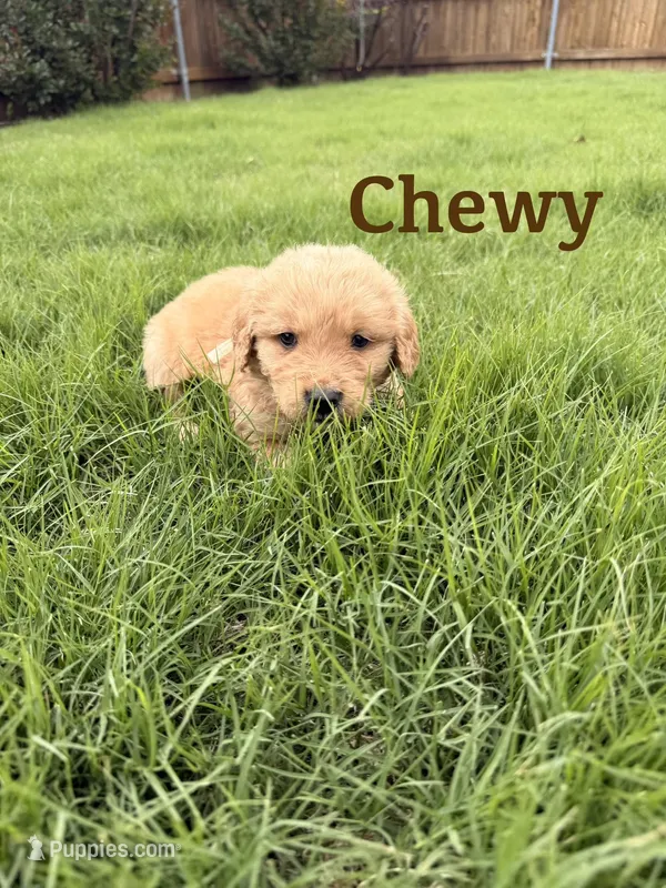 Chewy – Golden Retriever puppy for sale in Oklahoma City, OK