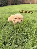 Chewy, a male Golden Retriever for sale in Oklahoma City, OK – Photo 1 of 2