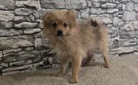 Puff, a male Pomeranian for sale in Montgomery, IN – 5 of 10
