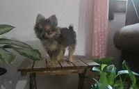 Jack , a male Pomeranian for sale in Montgomery, IN – 5 of 10