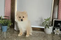 Maverick , a male Pomeranian for sale in Montgomery, IN – Photo 1 of 7