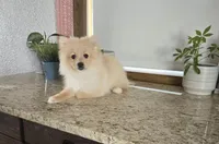 Maverick , a male Pomeranian for sale in Montgomery, IN – Photo 6 of 7