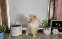 Maverick , a male Pomeranian for sale in Montgomery, IN – Photo 3 of 7