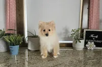 Maverick , a male Pomeranian for sale in Montgomery, IN – Photo 2 of 7