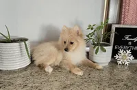 Maverick , a male Pomeranian for sale in Montgomery, IN – Photo 5 of 7
