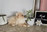 Maverick , a male Pomeranian for sale in Montgomery, IN – Photo 7 of 7