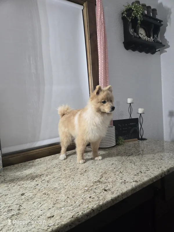 Maverick  – Pomeranian puppy for sale in Montgomery, IN