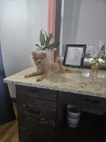 Puff, a male Pomeranian for sale in Montgomery, IN – 6 of 7