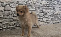 Puff, a male Pomeranian for sale in Montgomery, IN – 9 of 10