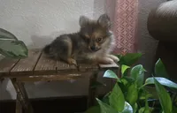 Jack , a male Pomeranian for sale in Montgomery, IN – 3 of 10