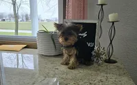 Jacklyn, a female Yorkshire Terrier for sale in Montgomery, IN – Photo 3 of 7