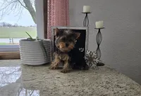 Jacklyn, a female Yorkshire Terrier for sale in Montgomery, IN – Photo 7 of 7
