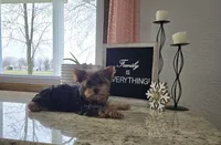 Jacklyn, a female Yorkshire Terrier for sale in Montgomery, IN – Photo 6 of 7