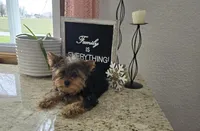 Jacklyn, a female Yorkshire Terrier for sale in Montgomery, IN – Photo 4 of 7