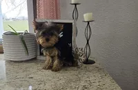 Jacklyn, a female Yorkshire Terrier for sale in Montgomery, IN – Photo 5 of 7