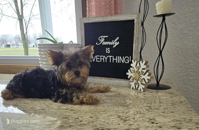 Jacklyn, a female Yorkshire Terrier for sale in Montgomery, IN – Photo 1 of 7