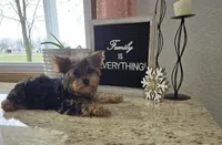 Jacklyn, a female Yorkshire Terrier for sale in Montgomery, IN – Photo 1 of 7
