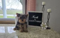 Jacklyn, a female Yorkshire Terrier for sale in Montgomery, IN – Photo 2 of 7