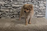 Puff, a male Pomeranian for sale in Montgomery, IN – 2 of 10