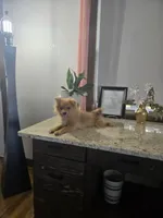 Puff, a male Pomeranian for sale in Montgomery, IN – 2 of 7