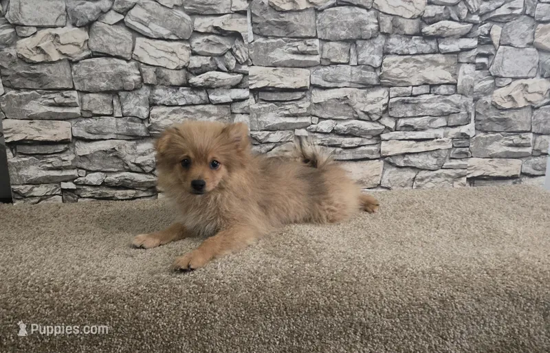 Puff – Pomeranian puppy for sale in Montgomery, IN