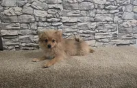 Puff, a male Pomeranian for sale in Montgomery, IN – 1 of 10