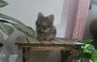 Jack , a male Pomeranian for sale in Montgomery, IN – 10 of 10