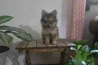 Jack , a male Pomeranian for sale in Montgomery, IN – 9 of 10