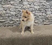 Maverick , a male Pomeranian for sale in Montgomery, IN – 9 of 9