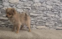 Puff, a male Pomeranian for sale in Montgomery, IN – 4 of 10