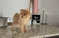 Molly , a female Pomeranian for sale in Montgomery, IN – Photo 8 of 9