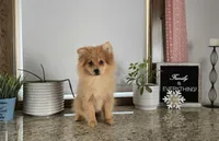 Molly , a female Pomeranian for sale in Montgomery, IN – Photo 3 of 9
