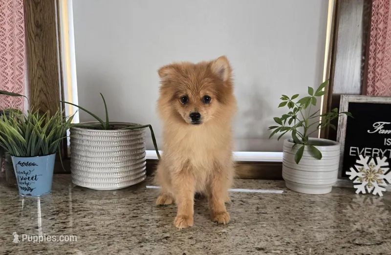 Molly  – Pomeranian puppy for sale in Montgomery, IN
