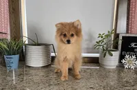 Molly , a female Pomeranian for sale in Montgomery, IN – Photo 1 of 9