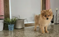 Molly , a female Pomeranian for sale in Montgomery, IN – Photo 4 of 9