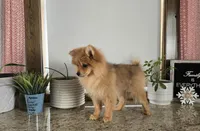 Molly , a female Pomeranian for sale in Montgomery, IN – Photo 5 of 9